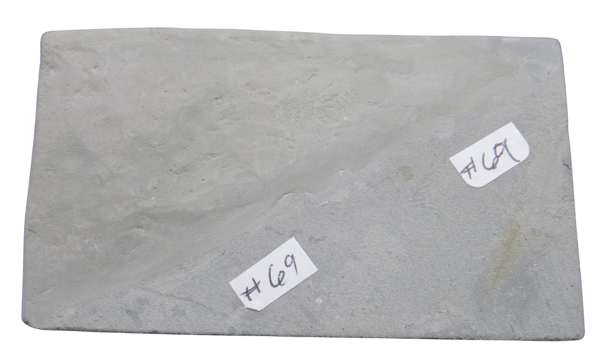 Crawfordsville Crinoid Fossil for Sale from Indiana 212h | Fossils for Sale
