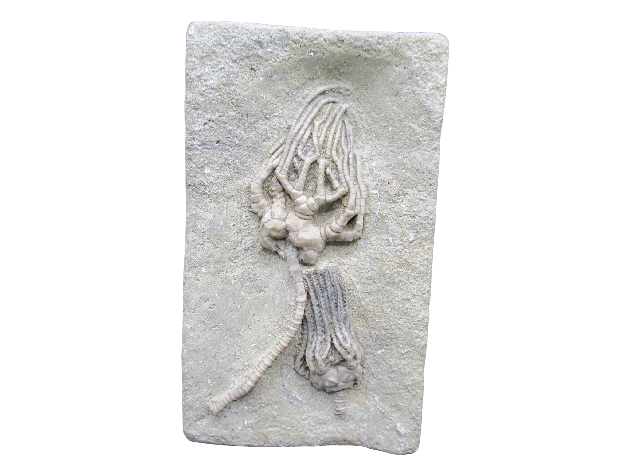Crawfordsville Crinoid Fossil for Sale from Indiana 213 | Fossils for Sale