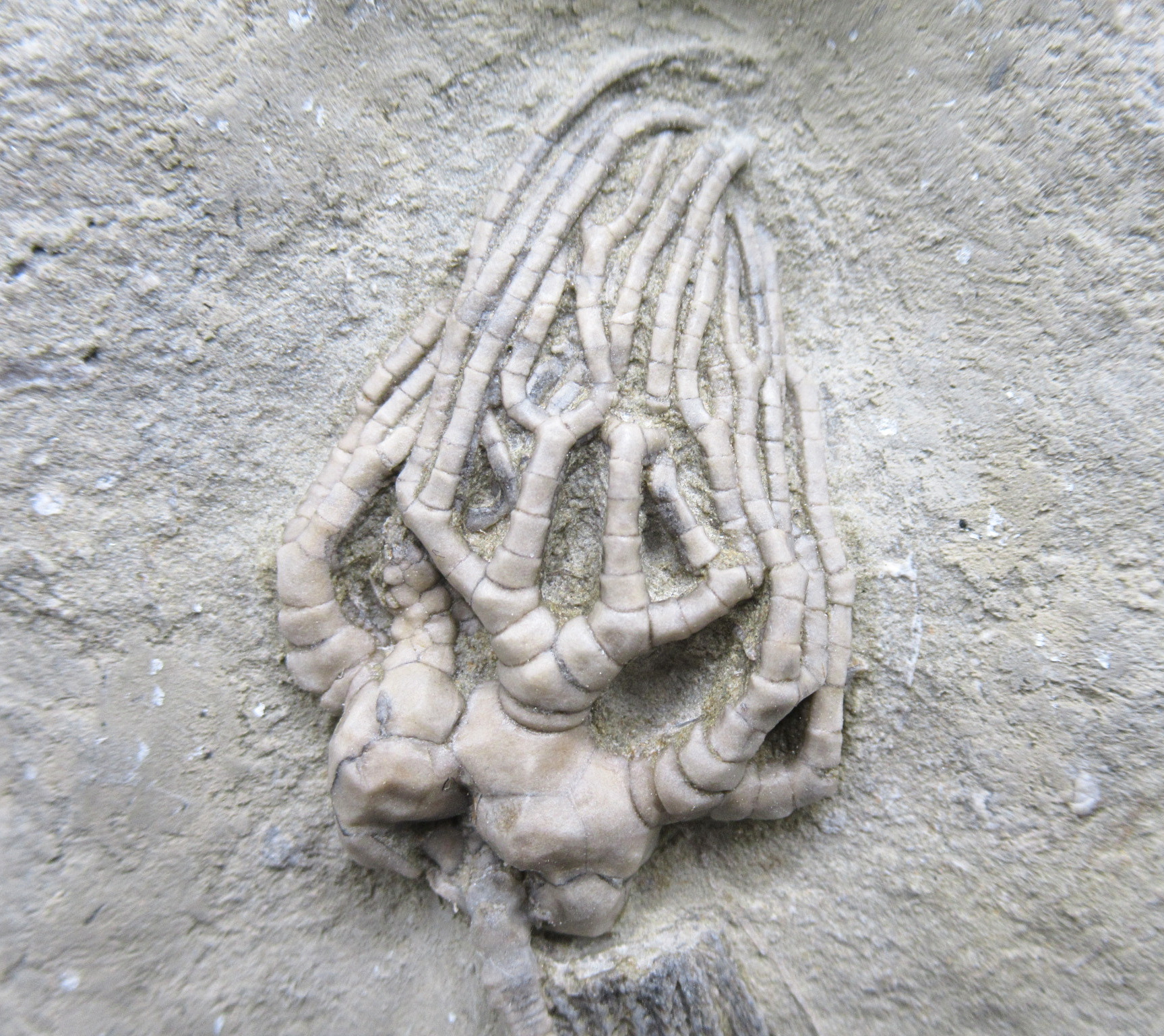 Crawfordsville Crinoid Fossil for Sale from Indiana 213a | Fossils for Sale