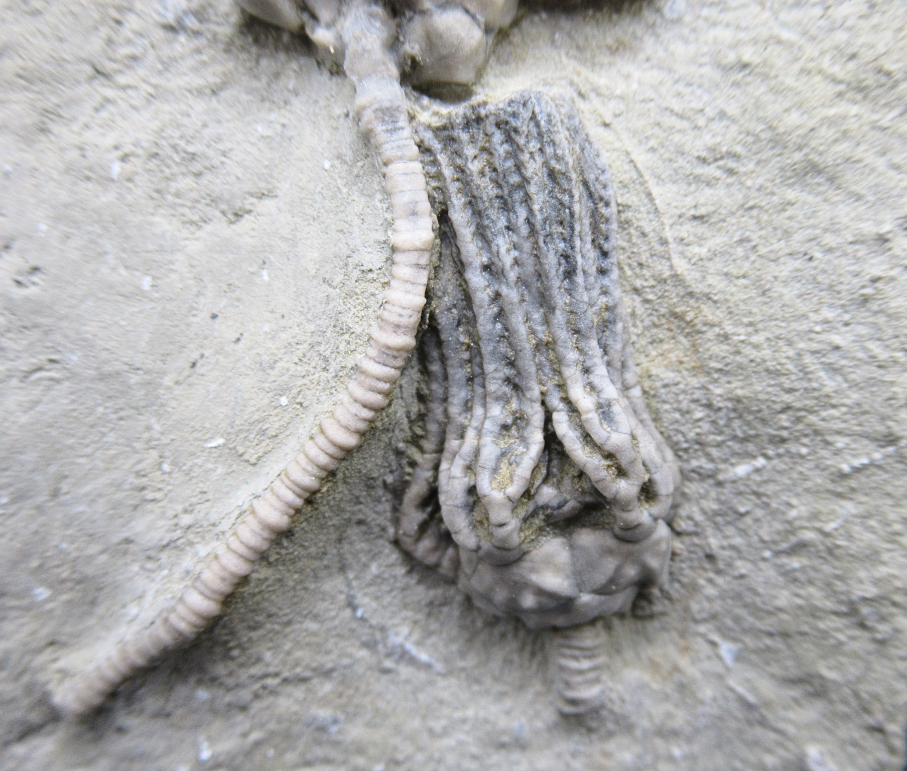 Crawfordsville Crinoid Fossil for Sale from Indiana 213b | Fossils for Sale