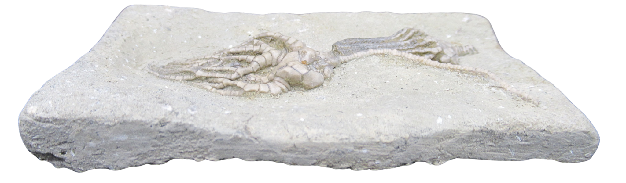 Crawfordsville Crinoid Fossil for Sale from Indiana 213c | Fossils for Sale
