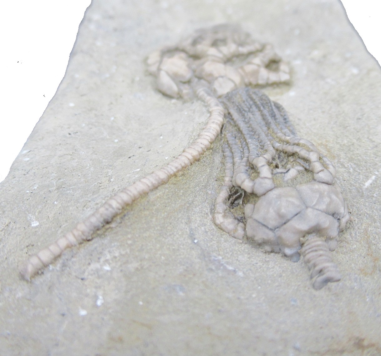 Crawfordsville Crinoid Fossil for Sale from Indiana 213d | Fossils for Sale
