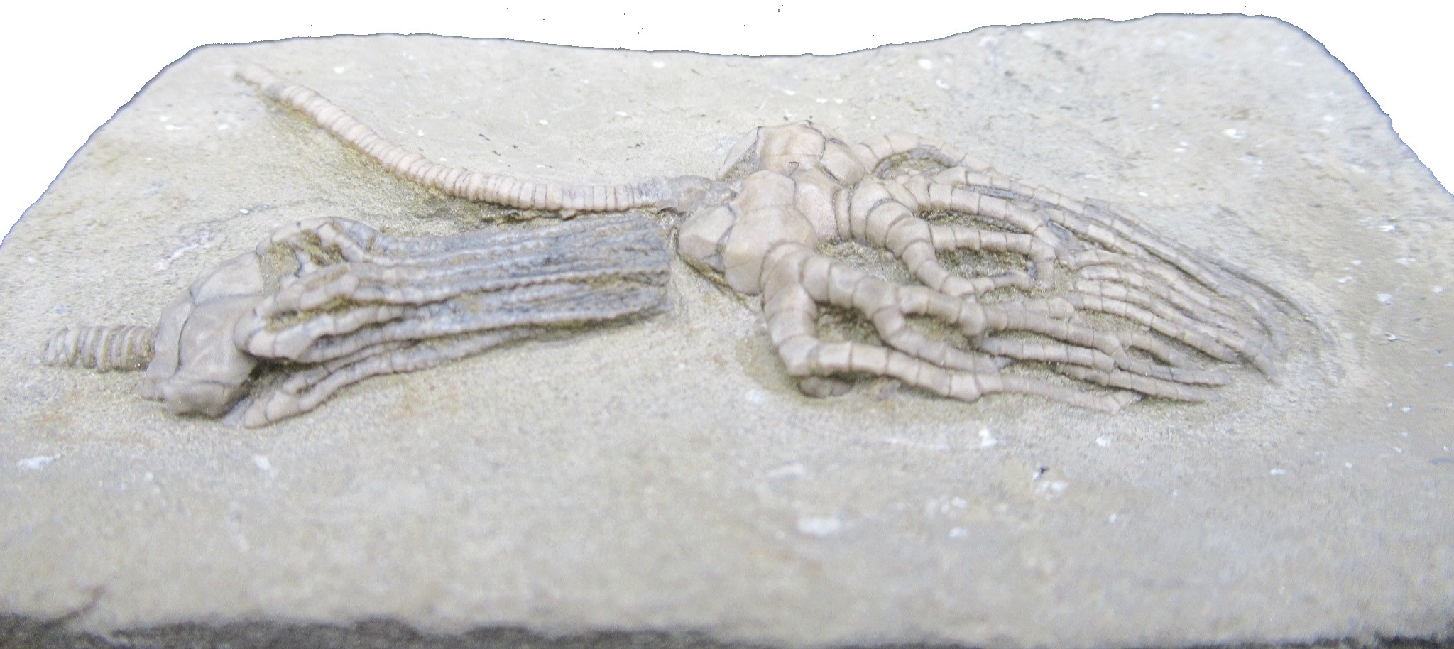 Crawfordsville Crinoid Fossil for Sale from Indiana 213e | Fossils for Sale