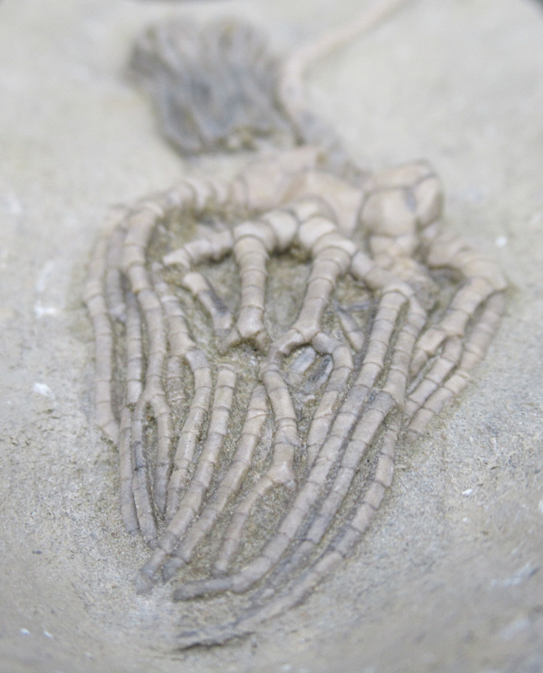 Crawfordsville Crinoid Fossil for Sale from Indiana 213f | Fossils for Sale