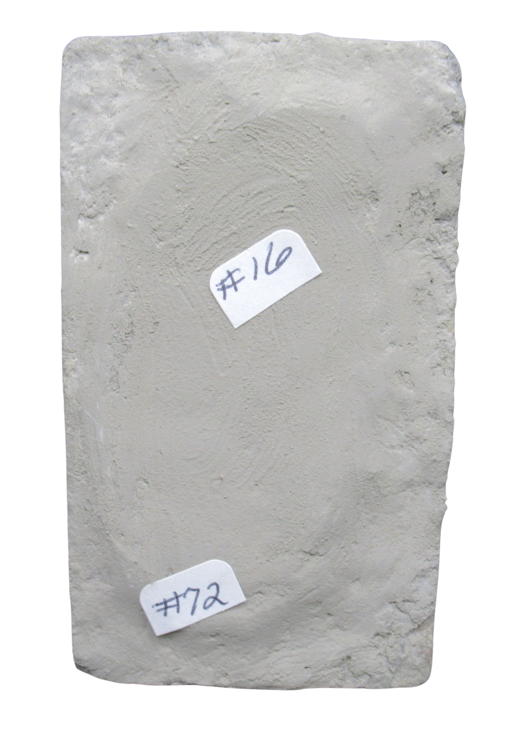 Crawfordsville Crinoid Fossil for Sale from Indiana 213g | Fossils for Sale