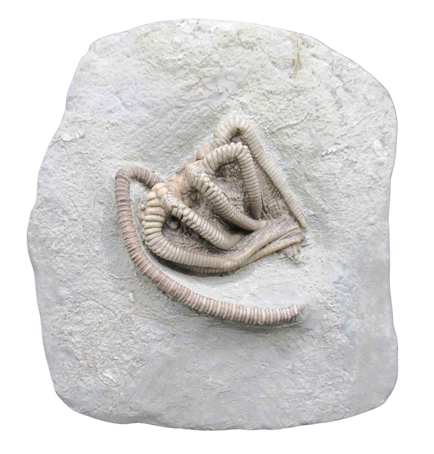 Crawfordsville Crinoid Fossil for Sale from Indiana 214 | Fossils for Sale