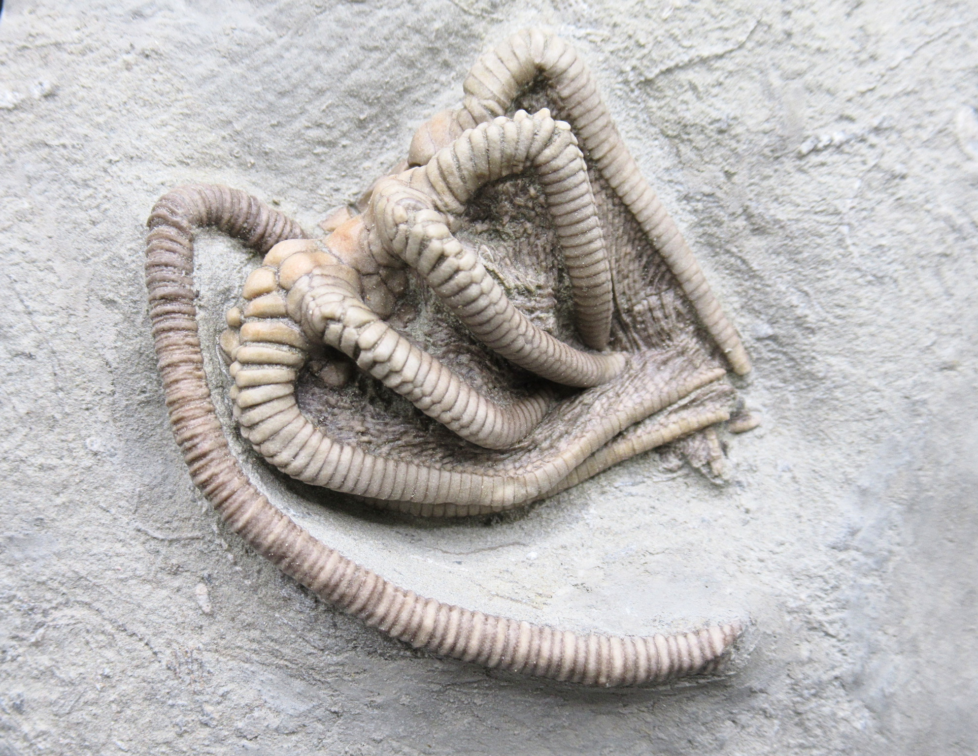 Crawfordsville Crinoid Fossil for Sale from Indiana 214a | Fossils for Sale