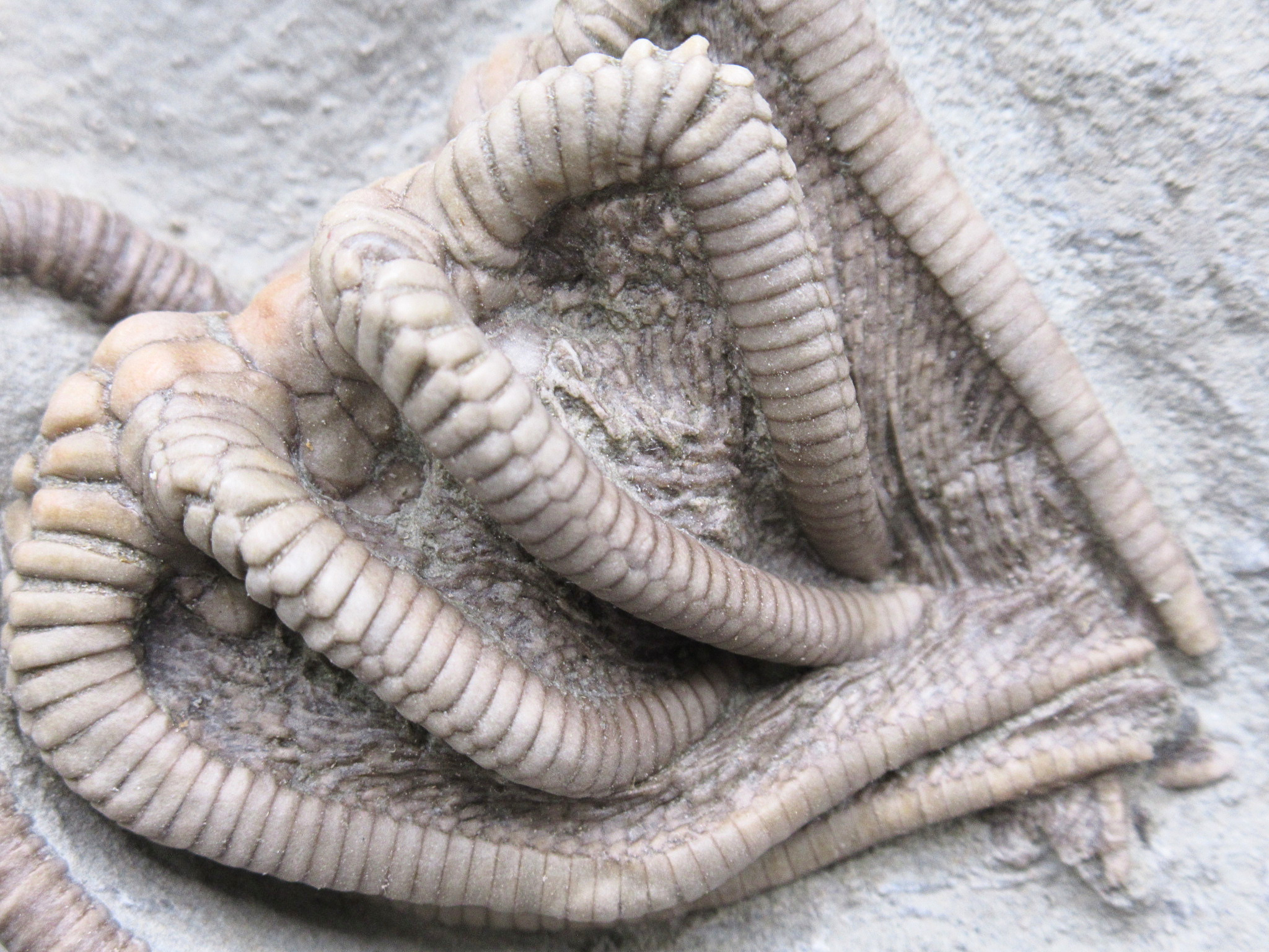 Crawfordsville Crinoid Fossil for Sale from Indiana 214b | Fossils for Sale
