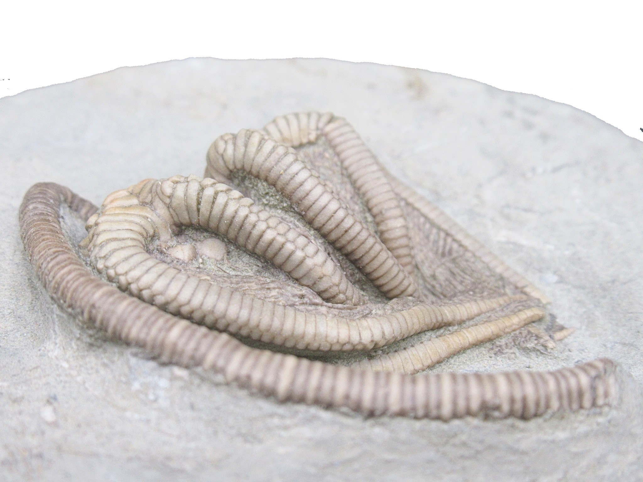 Crawfordsville Crinoid Fossil for Sale from Indiana 214c | Fossils for Sale