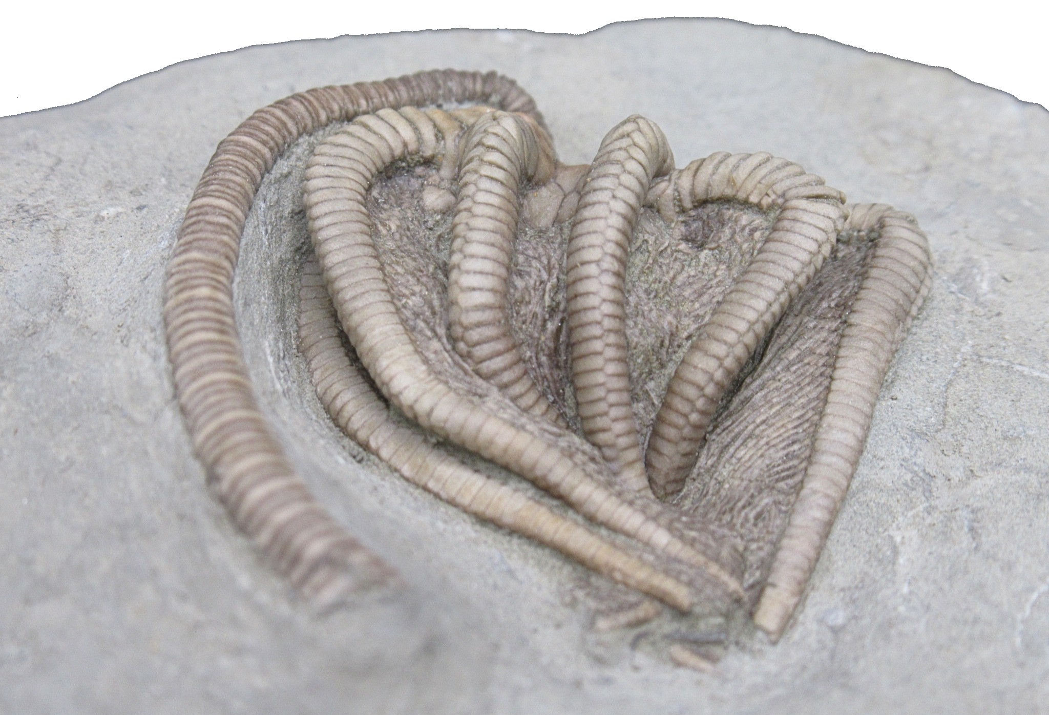 Crawfordsville Crinoid Fossil for Sale from Indiana 214d | Fossils for Sale