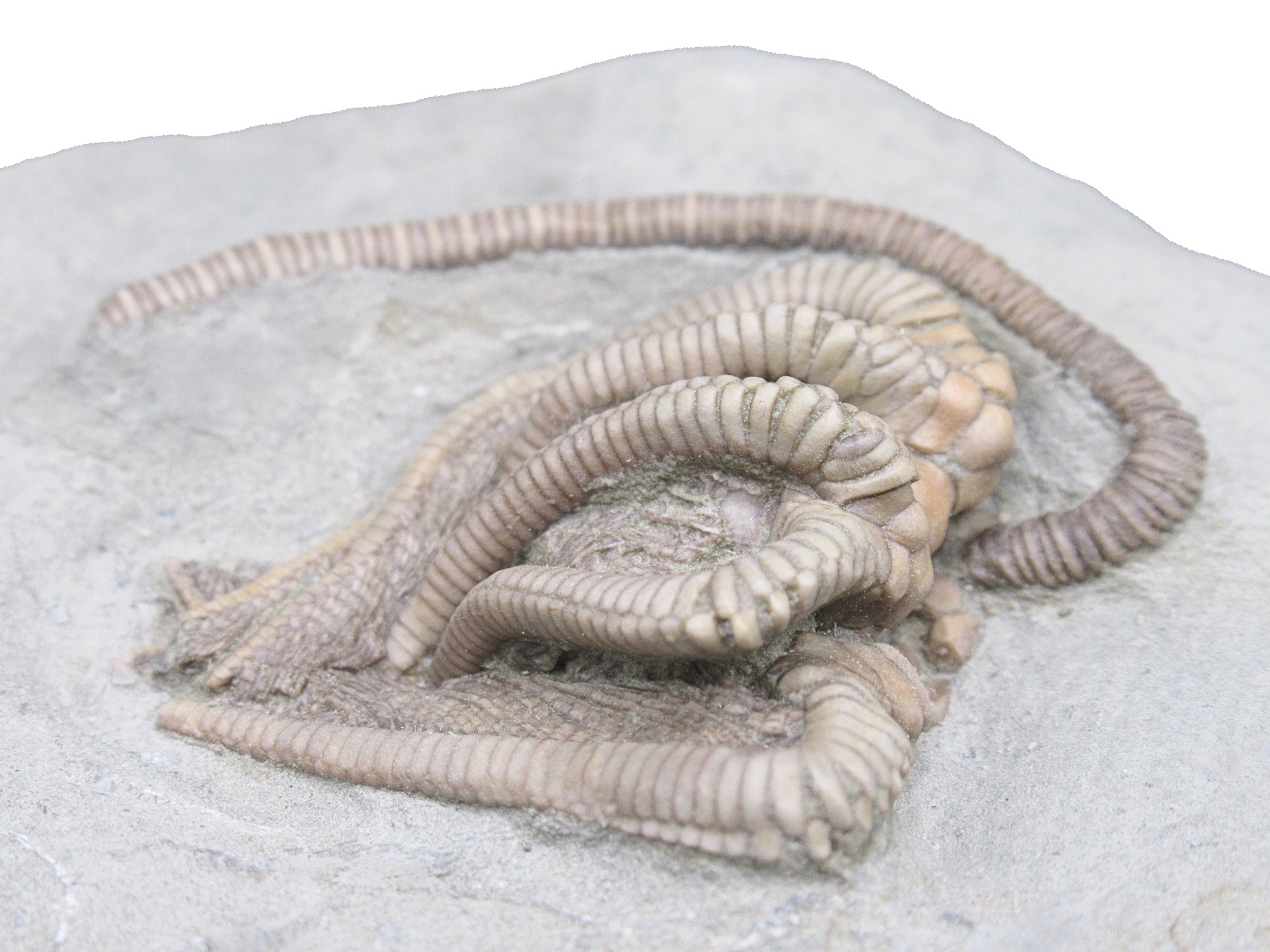 Crawfordsville Crinoid Fossil for Sale from Indiana 214e | Fossils for Sale