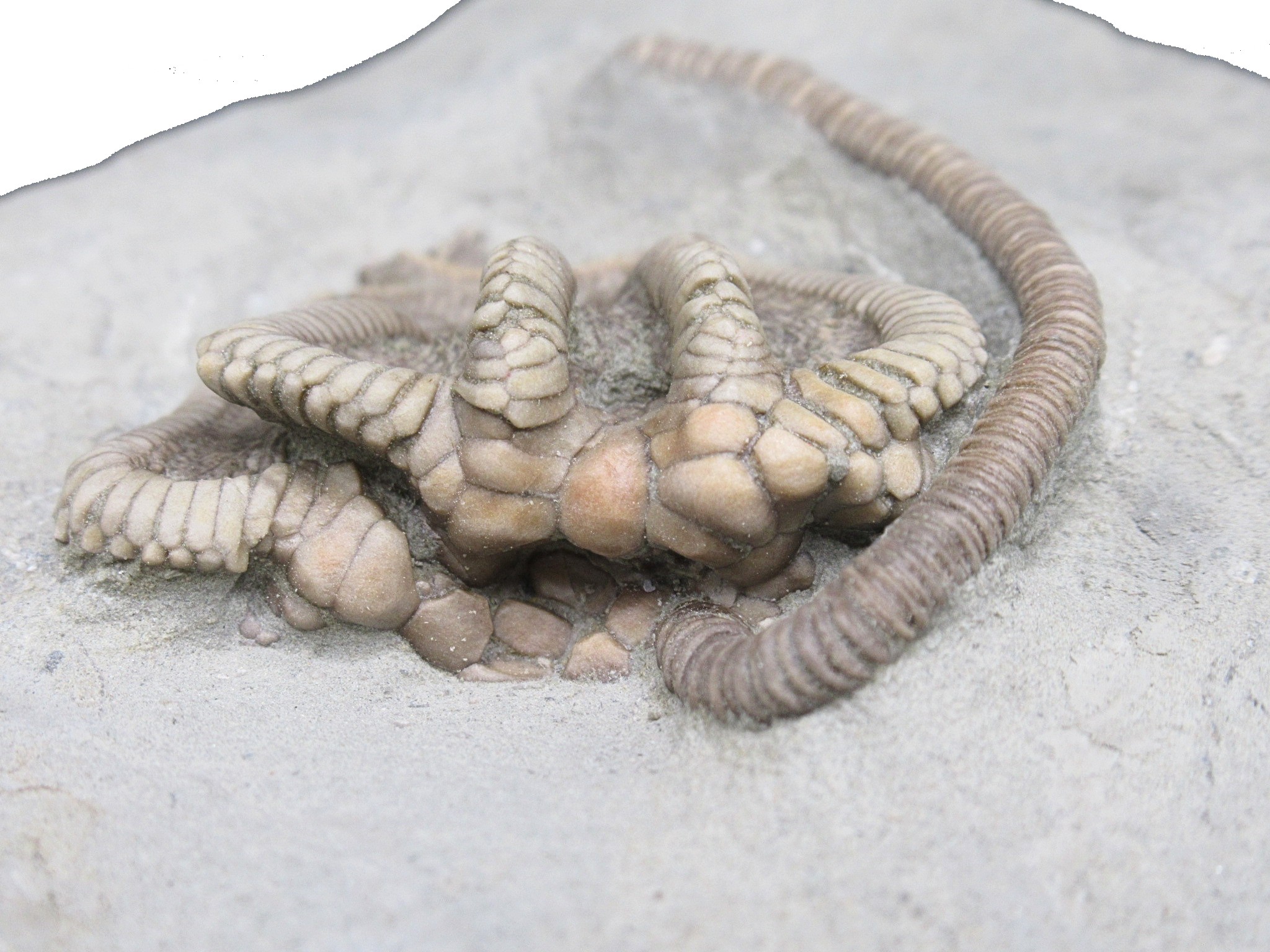 Crawfordsville Crinoid Fossil for Sale from Indiana 214f | Fossils for Sale