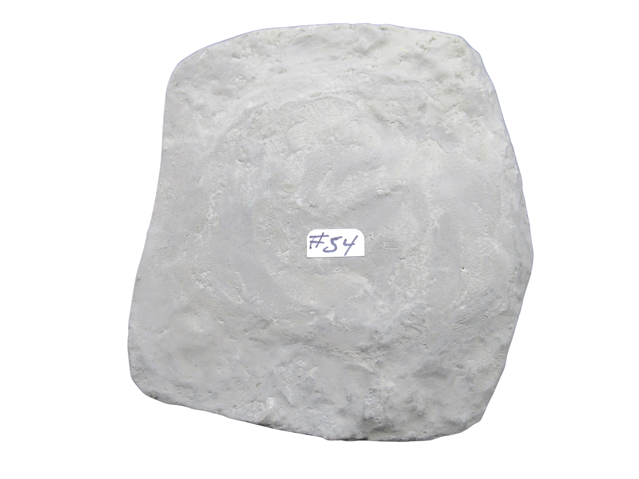 Crawfordsville Crinoid Fossil for Sale from Indiana 214g | Fossils for Sale