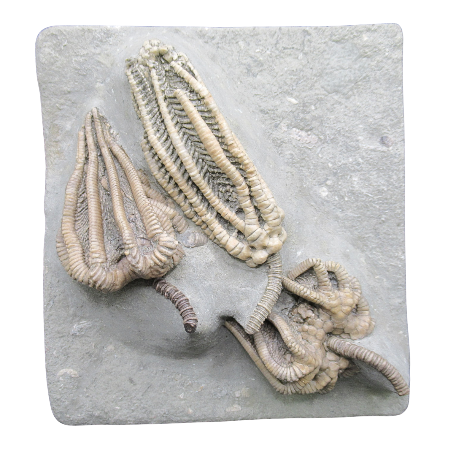 Crawfordsville Crinoid Fossil for Sale from Indiana 216 | Fossils for Sale