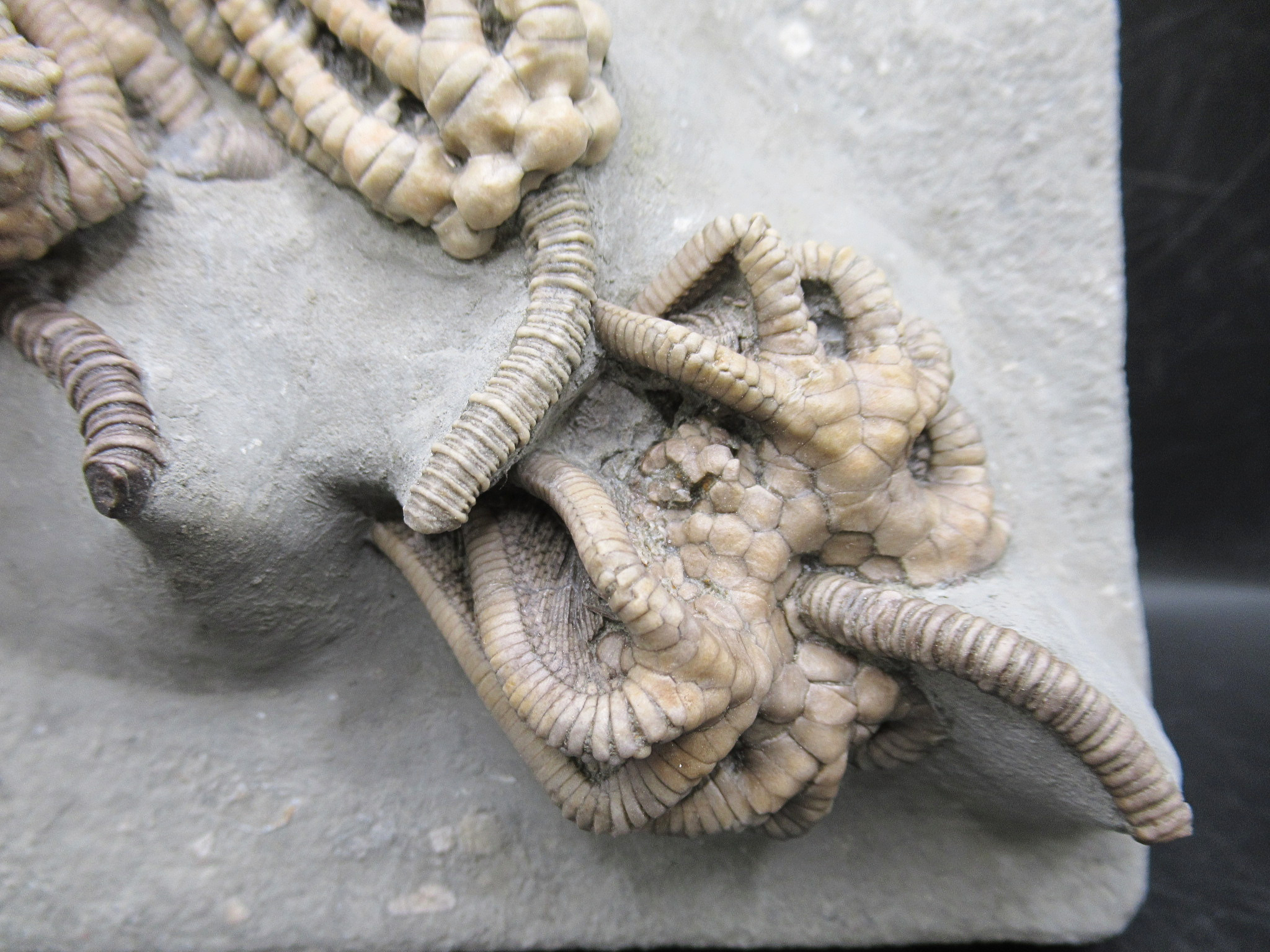 Crawfordsville Crinoid Fossil for Sale from Indiana 216a | Fossils for Sale
