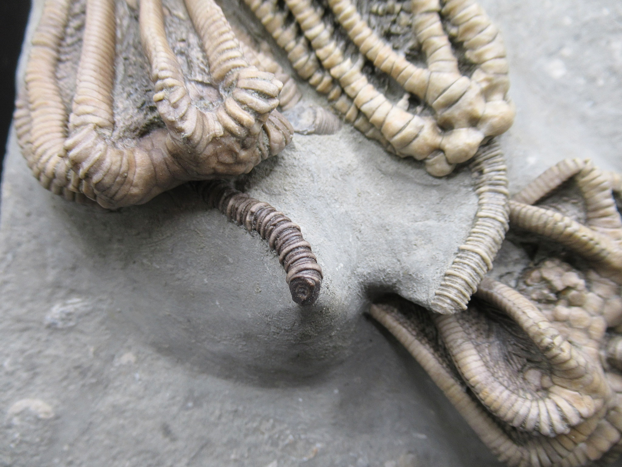 Crawfordsville Crinoid Fossil for Sale from Indiana 216b | Fossils for Sale