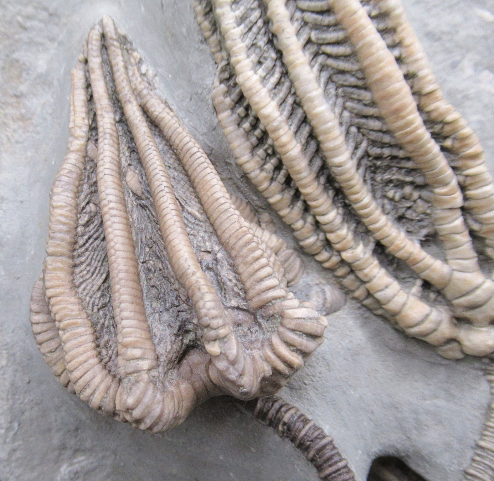 Crawfordsville Crinoid Fossil for Sale from Indiana 216c | Fossils for Sale