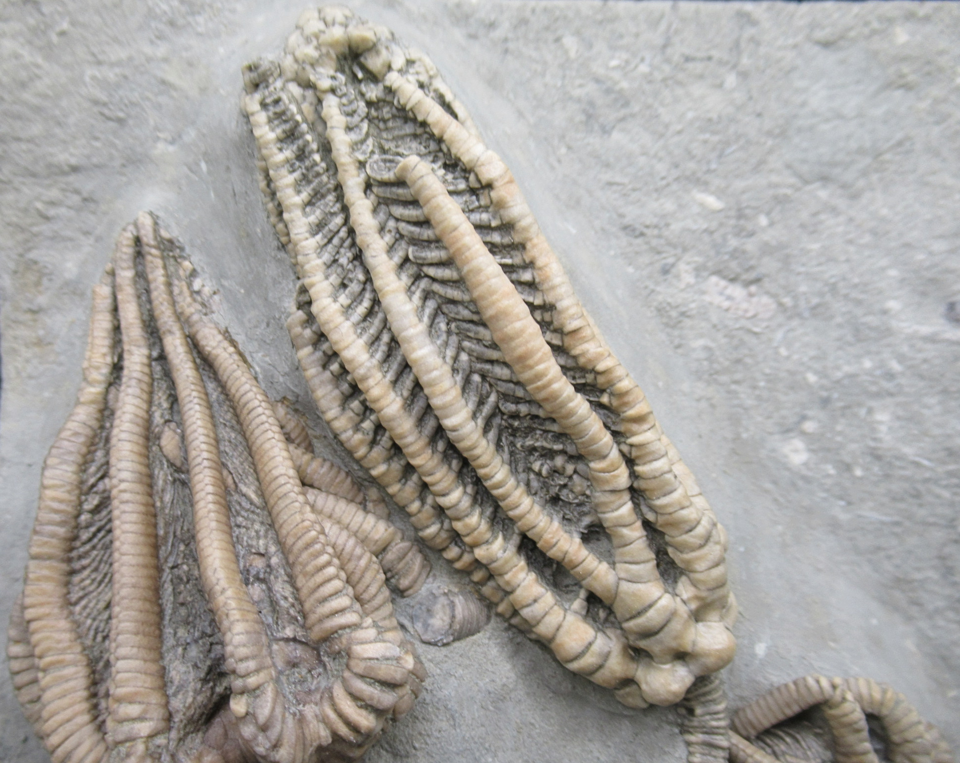 Crawfordsville Crinoid Fossil for Sale from Indiana 216d | Fossils for Sale