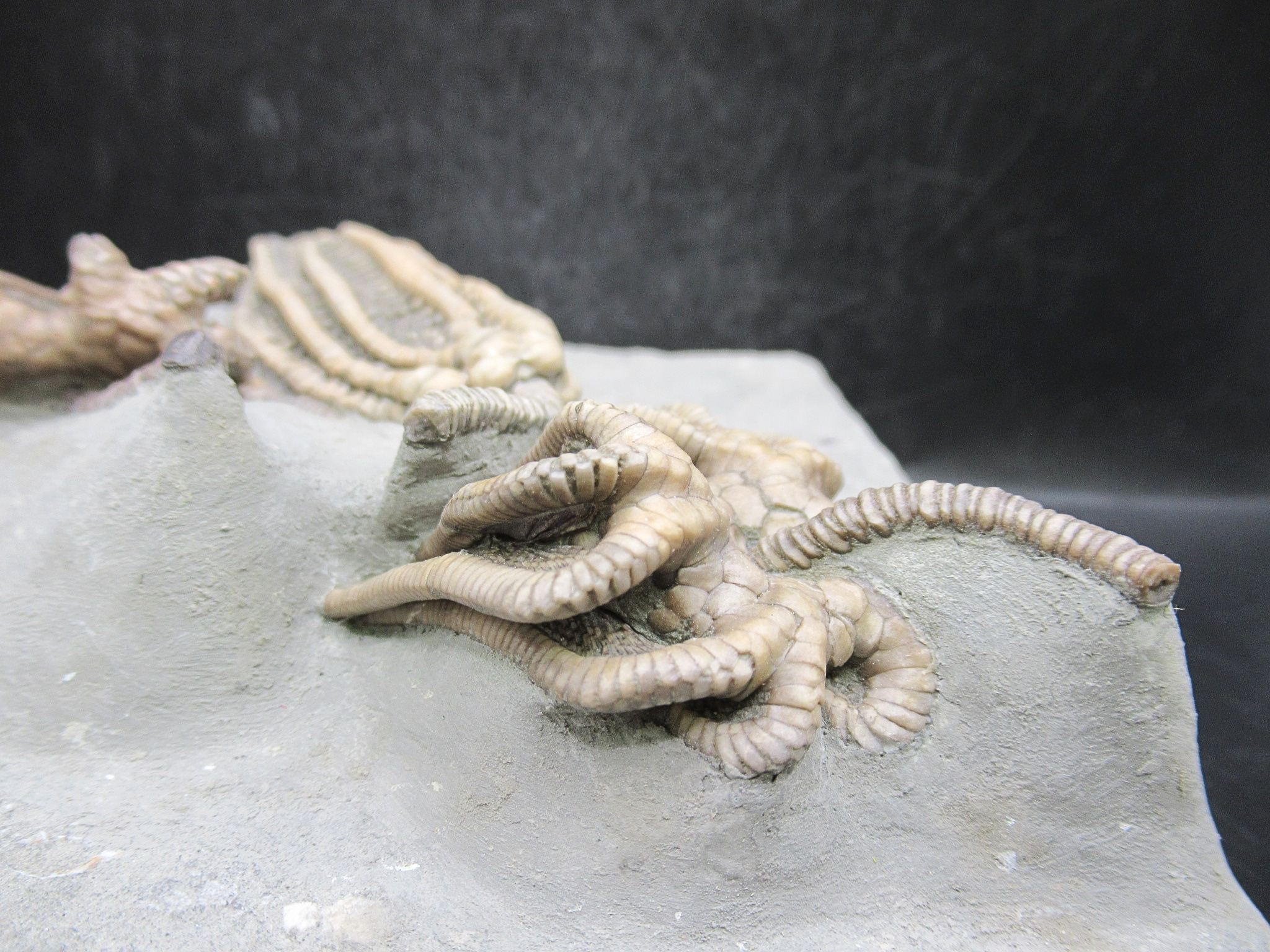 Crawfordsville Crinoid Fossil for Sale from Indiana 216e | Fossils for Sale