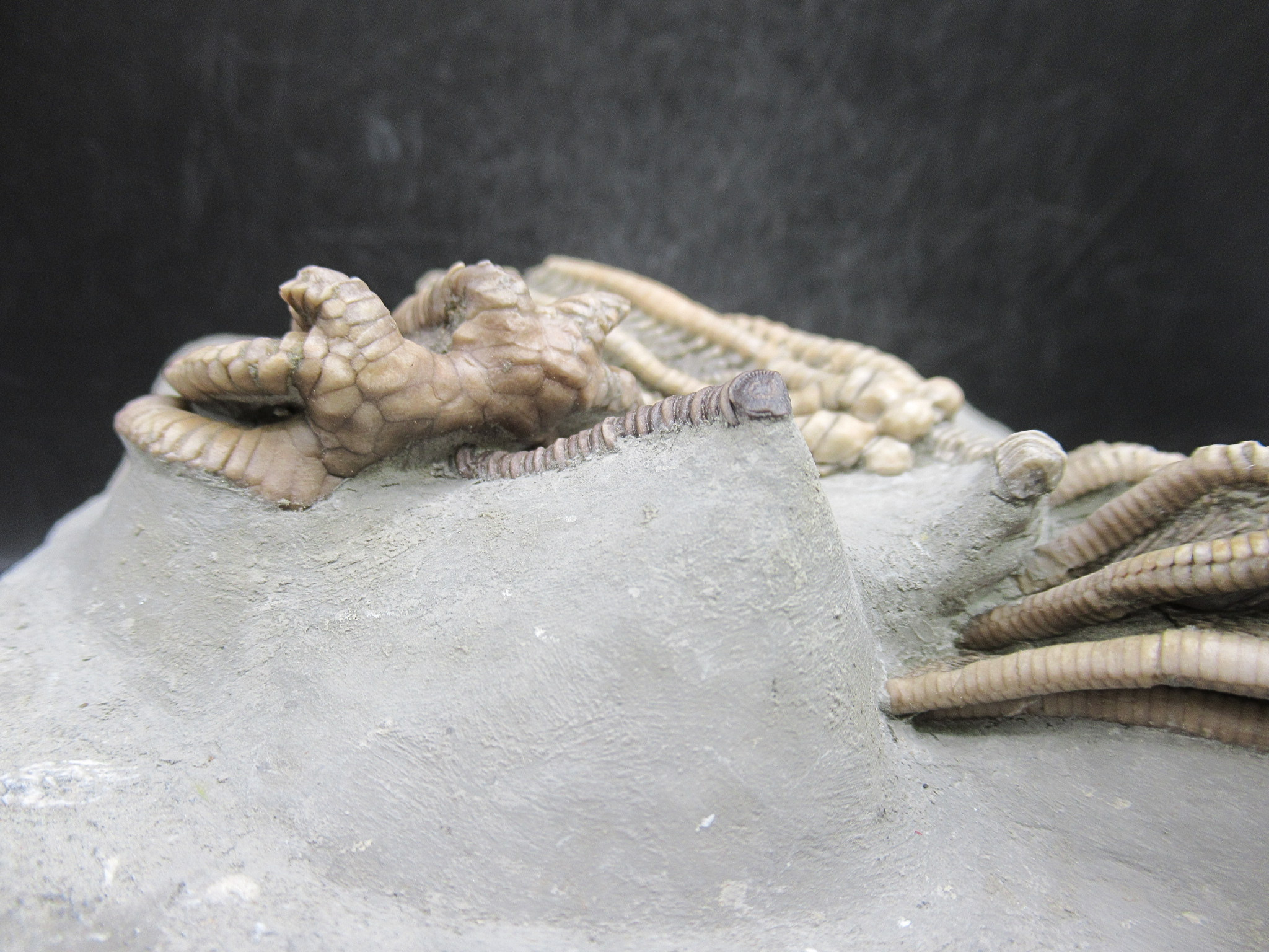 Crawfordsville Crinoid Fossil for Sale from Indiana 216f | Fossils for Sale