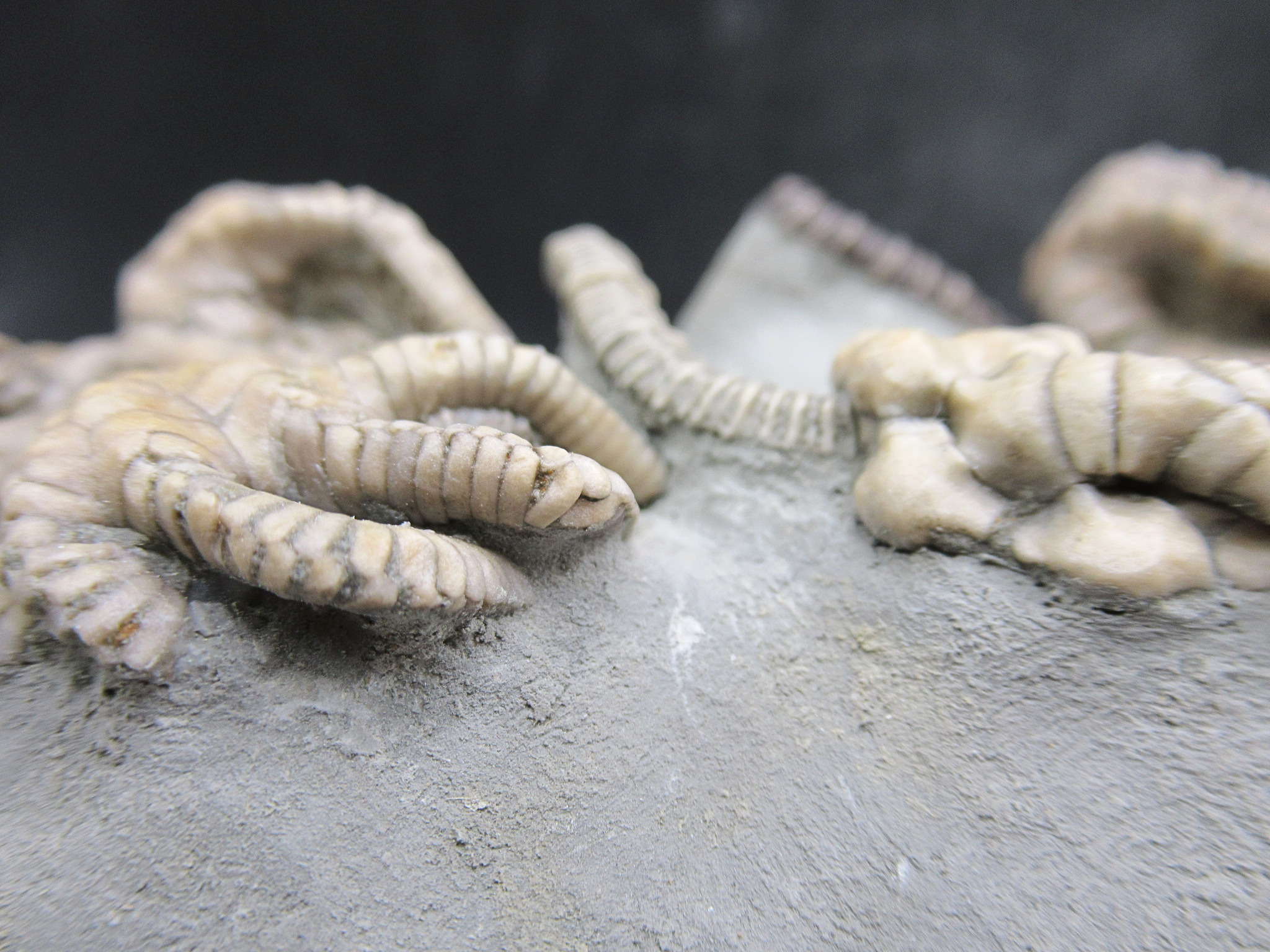 Crawfordsville Crinoid Fossil for Sale from Indiana 216k | Fossils for Sale