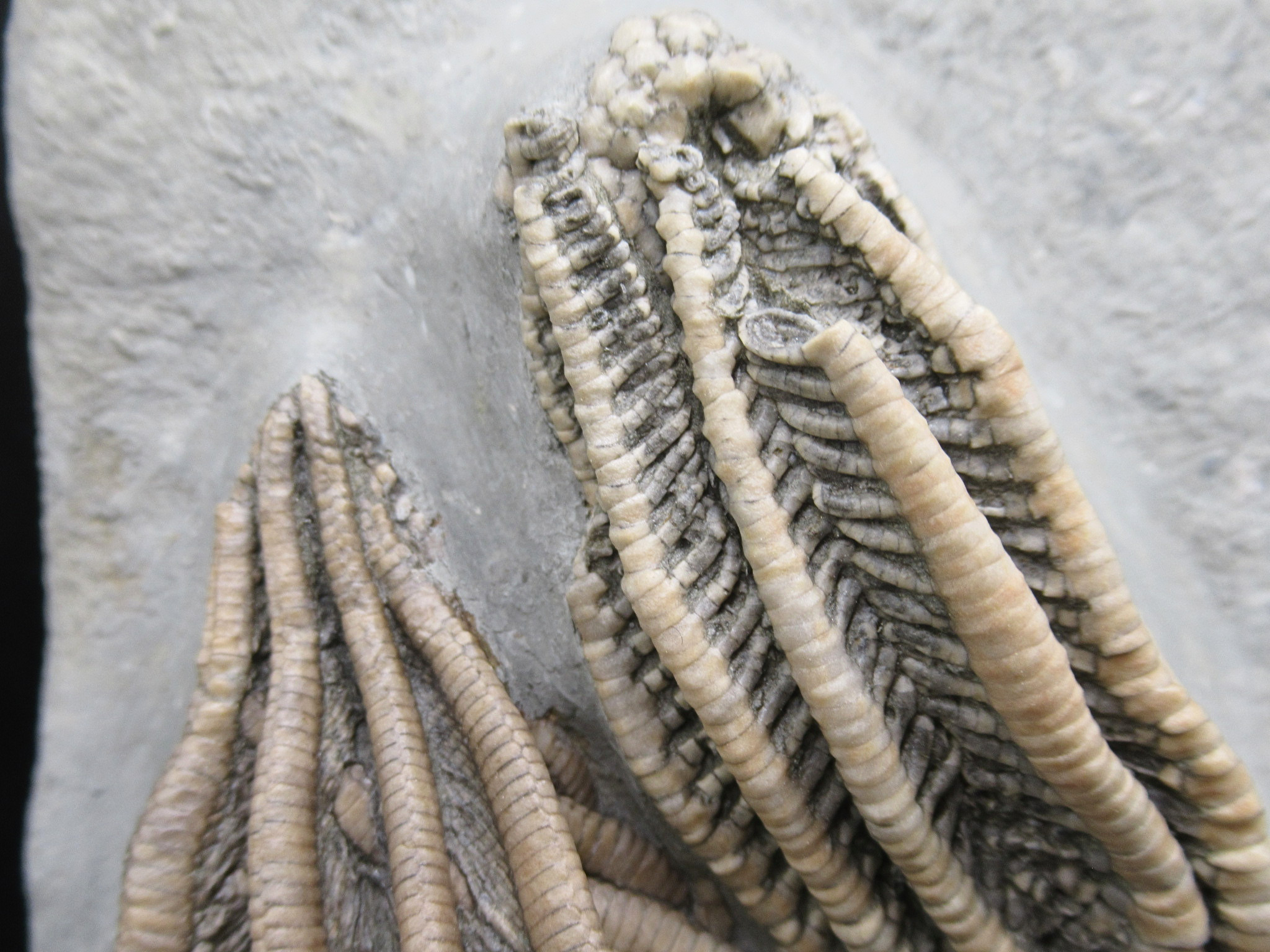 Crawfordsville Crinoid Fossil for Sale from Indiana 216m | Fossils for Sale
