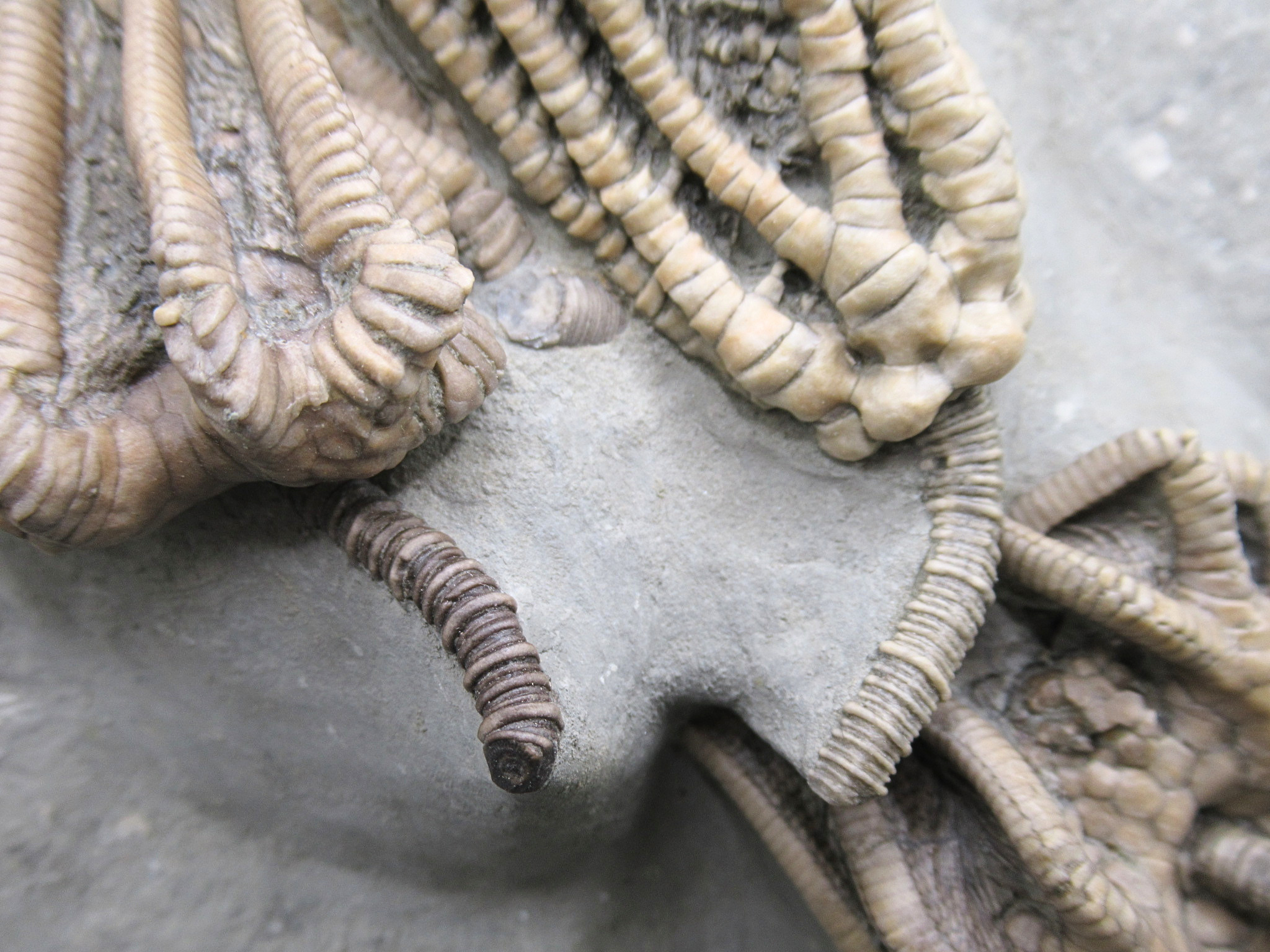 Crawfordsville Crinoid Fossil for Sale from Indiana 216o | Fossils for Sale