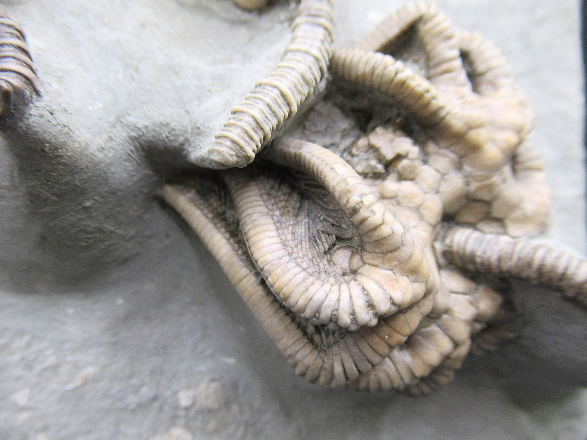 Crawfordsville Crinoid Fossil for Sale from Indiana 216p | Fossils for Sale