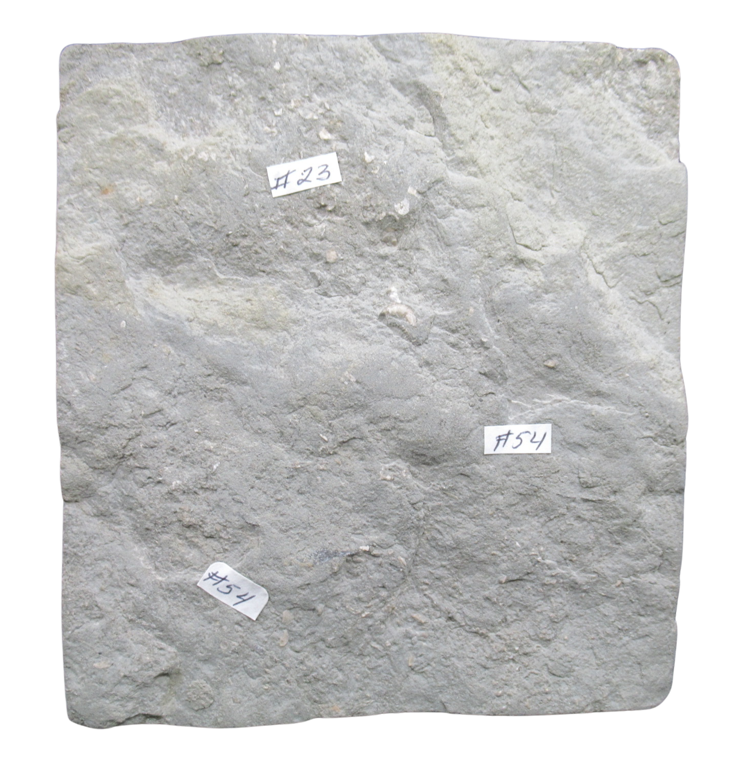 Crawfordsville Crinoid Fossil for Sale from Indiana 216q | Fossils for Sale