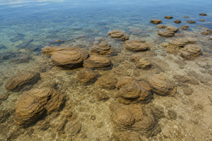 Freshwater Stromatolites | Fossils for Sale Mexico Stromatolite