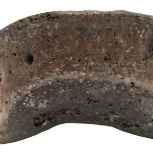 Genuine Cretaceous Age Hadrosaurus Dinosaur Toe Bone on Stand for Sale from South Dakota #14