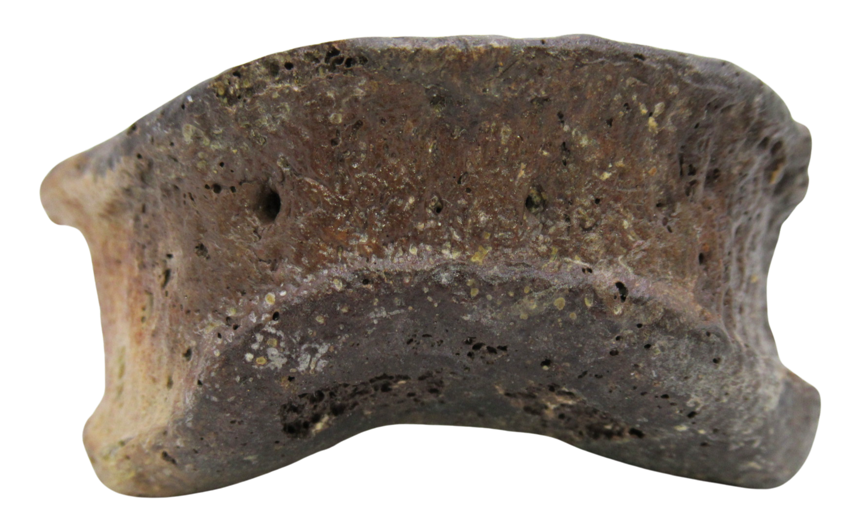Hadrosaurus Dinosaur Toe Bone For Sale 14 | Fossils for Sale