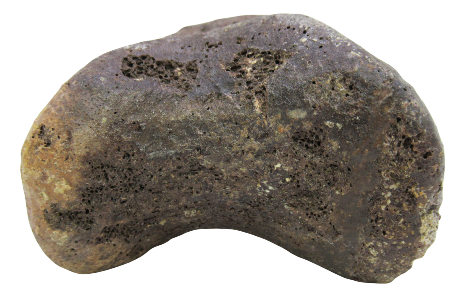 Hadrosaurus Dinosaur Toe Bone For Sale 14a | Fossils for Sale