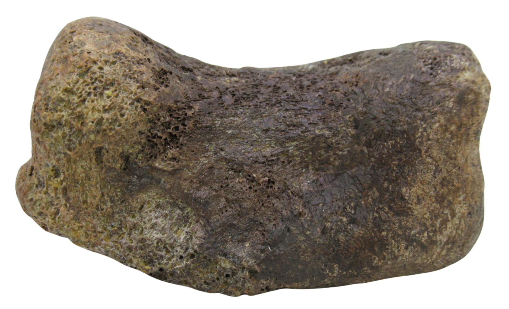 Hadrosaurus Dinosaur Toe Bone For Sale 14b | Fossils for Sale
