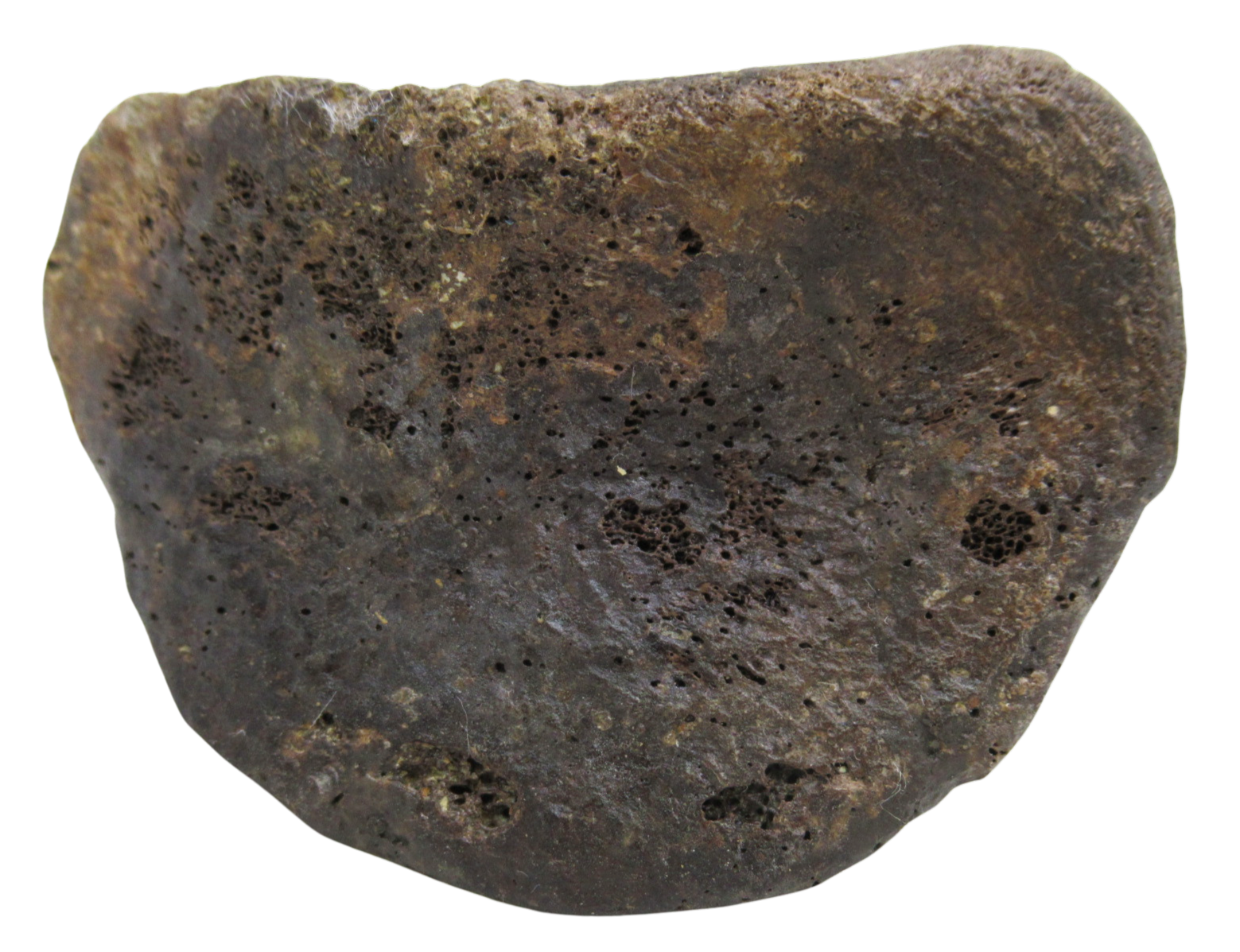 Hadrosaurus Dinosaur Toe Bone For Sale 14c | Fossils for Sale