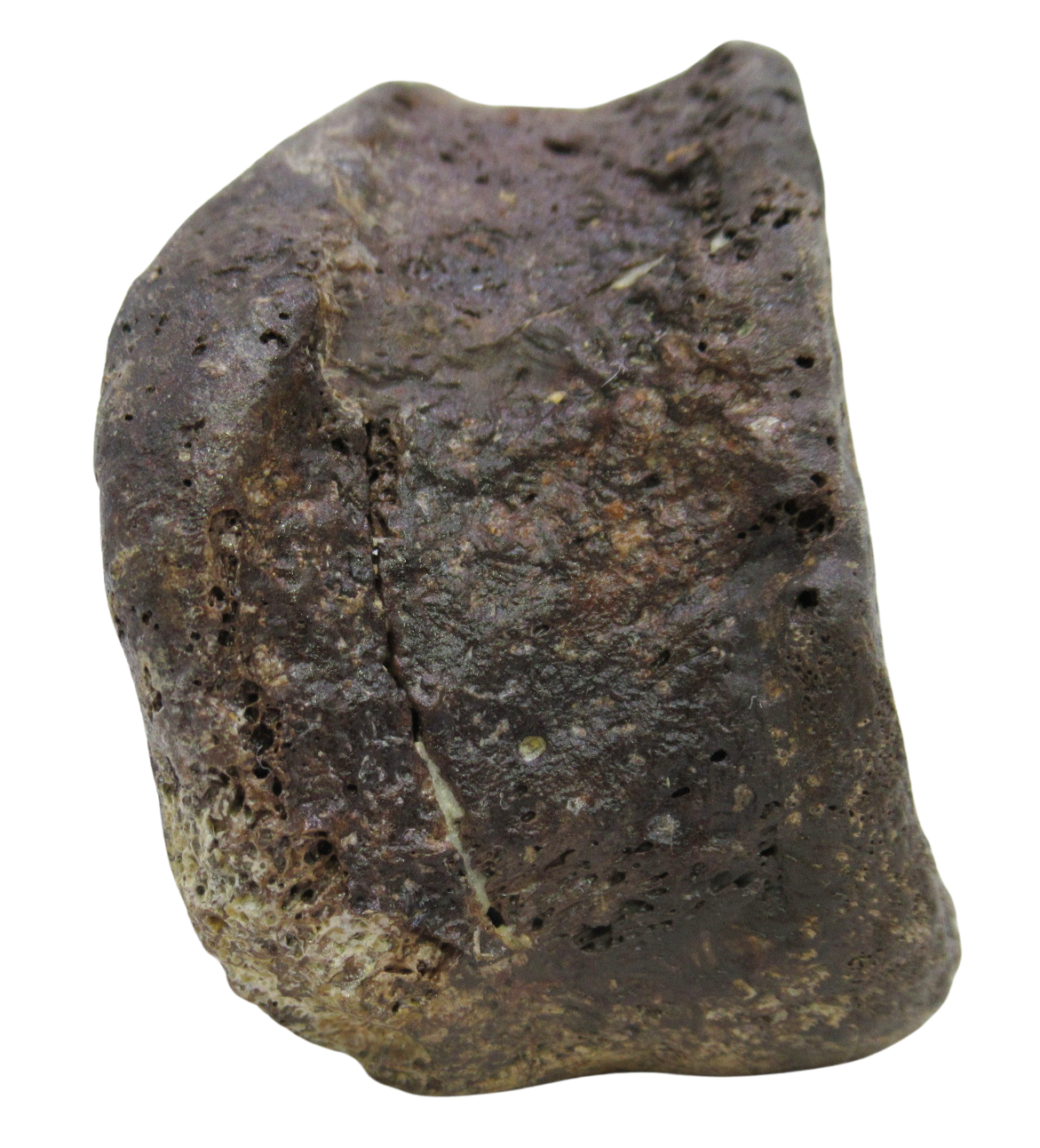Hadrosaurus Dinosaur Toe Bone For Sale 14d | Fossils for Sale