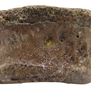 Genuine Cretaceous Age Hadrosaurus Dinosaur Toe Bone on Stand for Sale from South Dakota #15