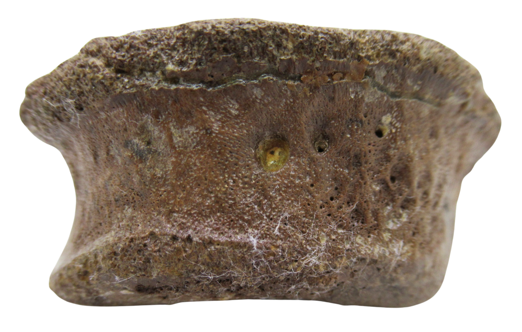 Hadrosaurus Dinosaur Toe Bone For Sale 15 | Fossils for Sale