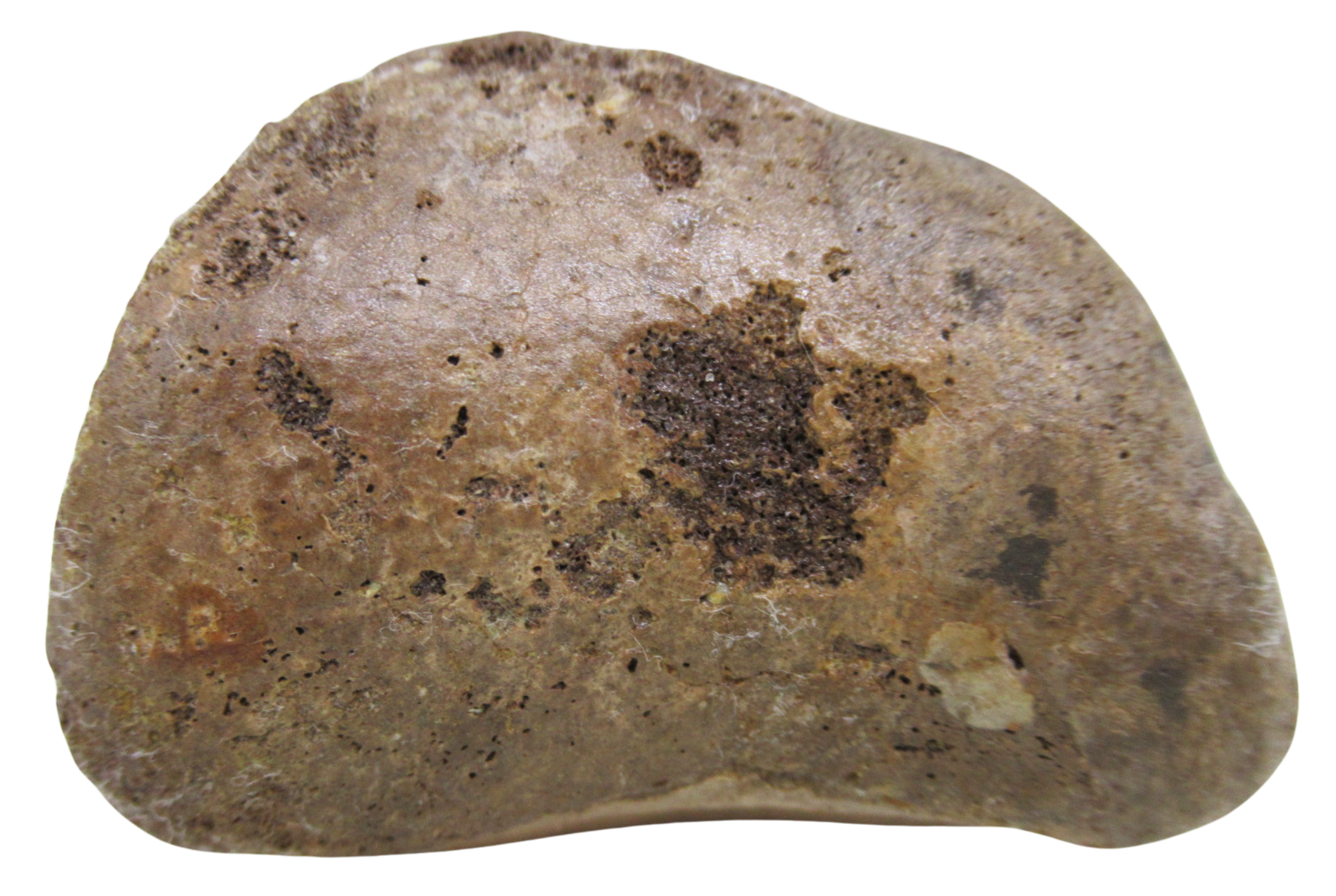 Hadrosaurus Dinosaur Toe Bone For Sale 15a | Fossils for Sale