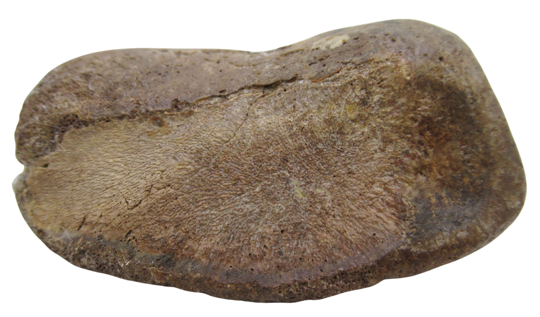 Hadrosaurus Dinosaur Toe Bone For Sale 15b | Fossils for Sale
