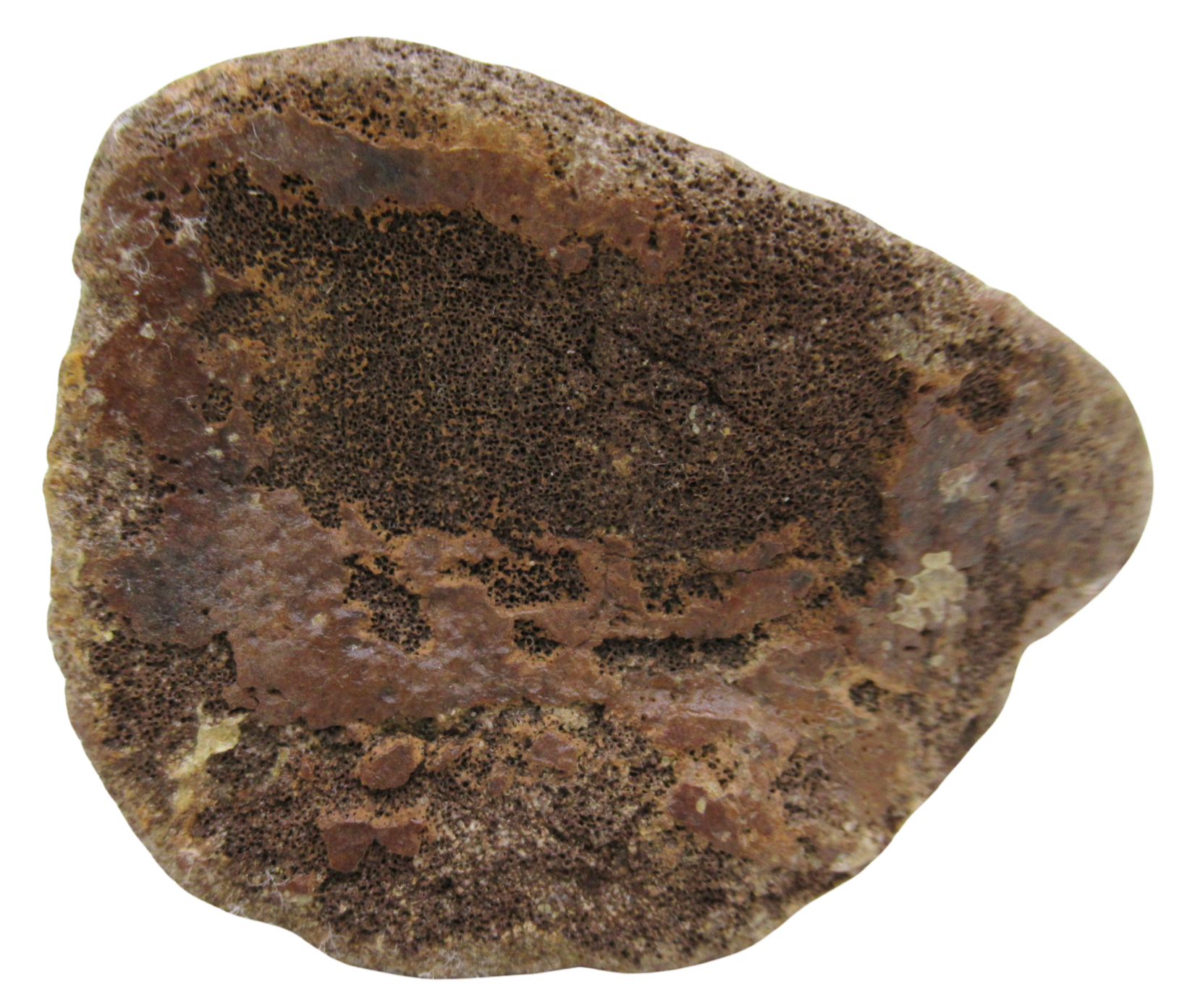 Hadrosaurus Dinosaur Toe Bone For Sale 15c | Fossils for Sale