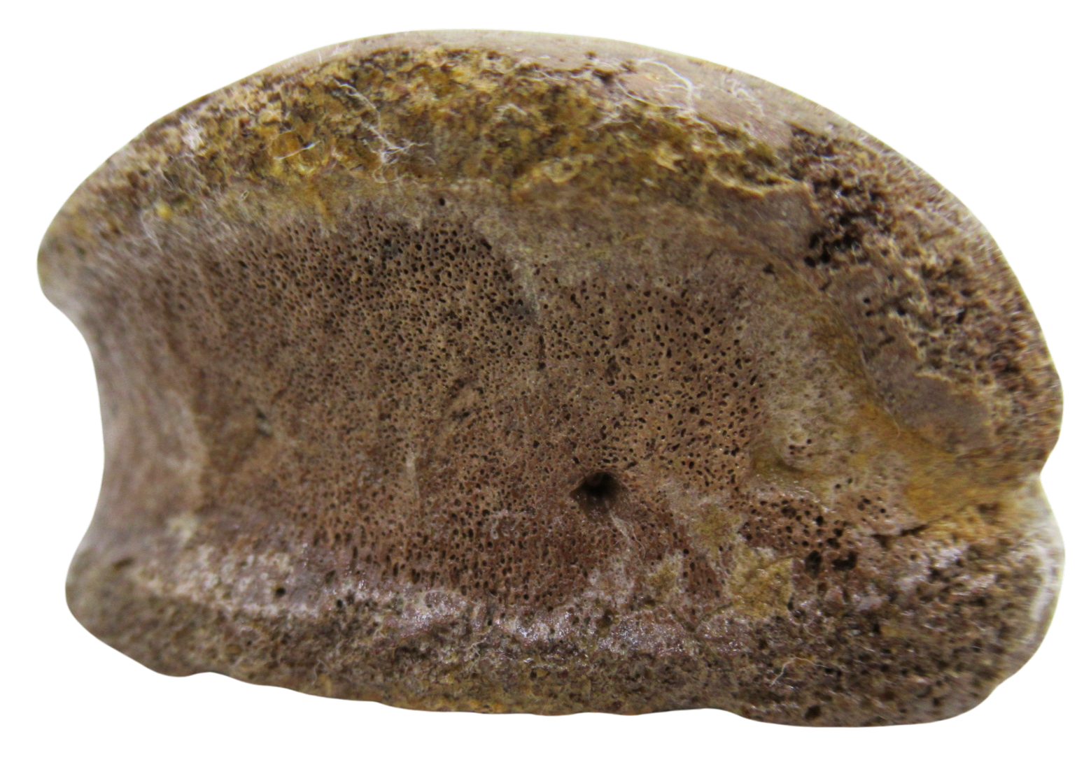 Hadrosaurus Dinosaur Toe Bone For Sale 15d | Fossils for Sale