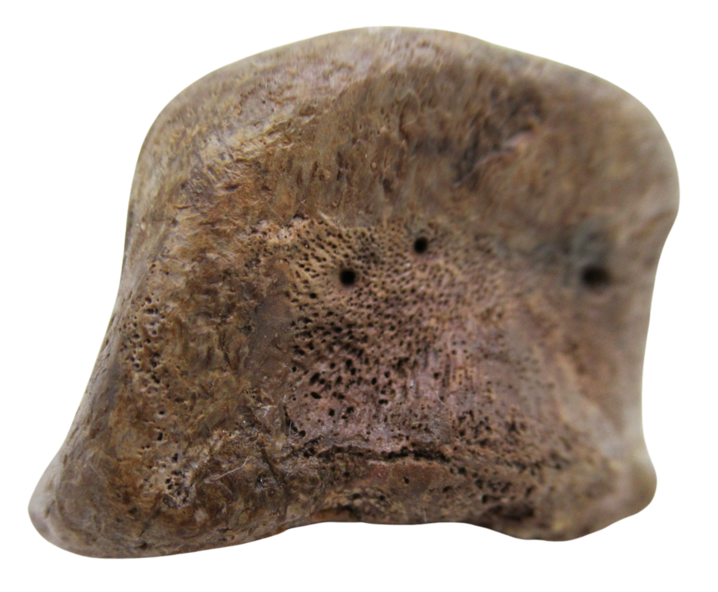 Hadrosaurus Dinosaur Toe Bone For Sale 15e | Fossils for Sale