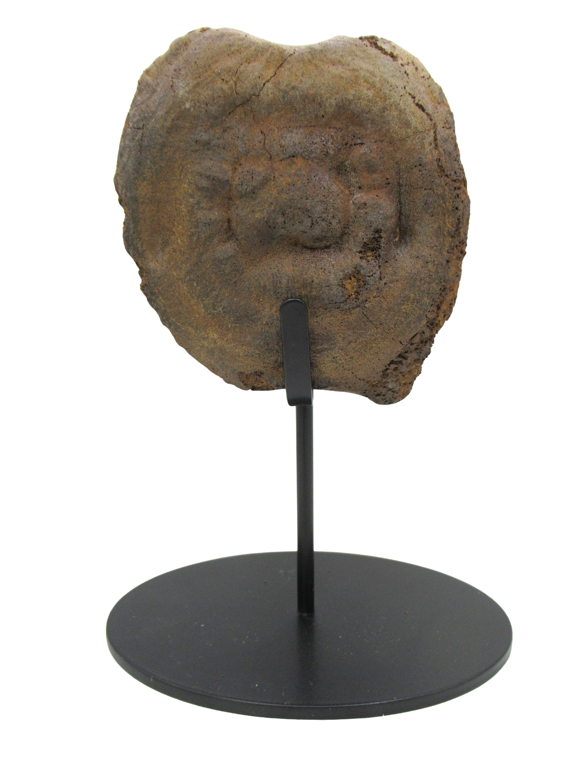 Hadrosaurus Dinosaur Vertebra Bone on Stand for Sale 12 | Fossils for Sale