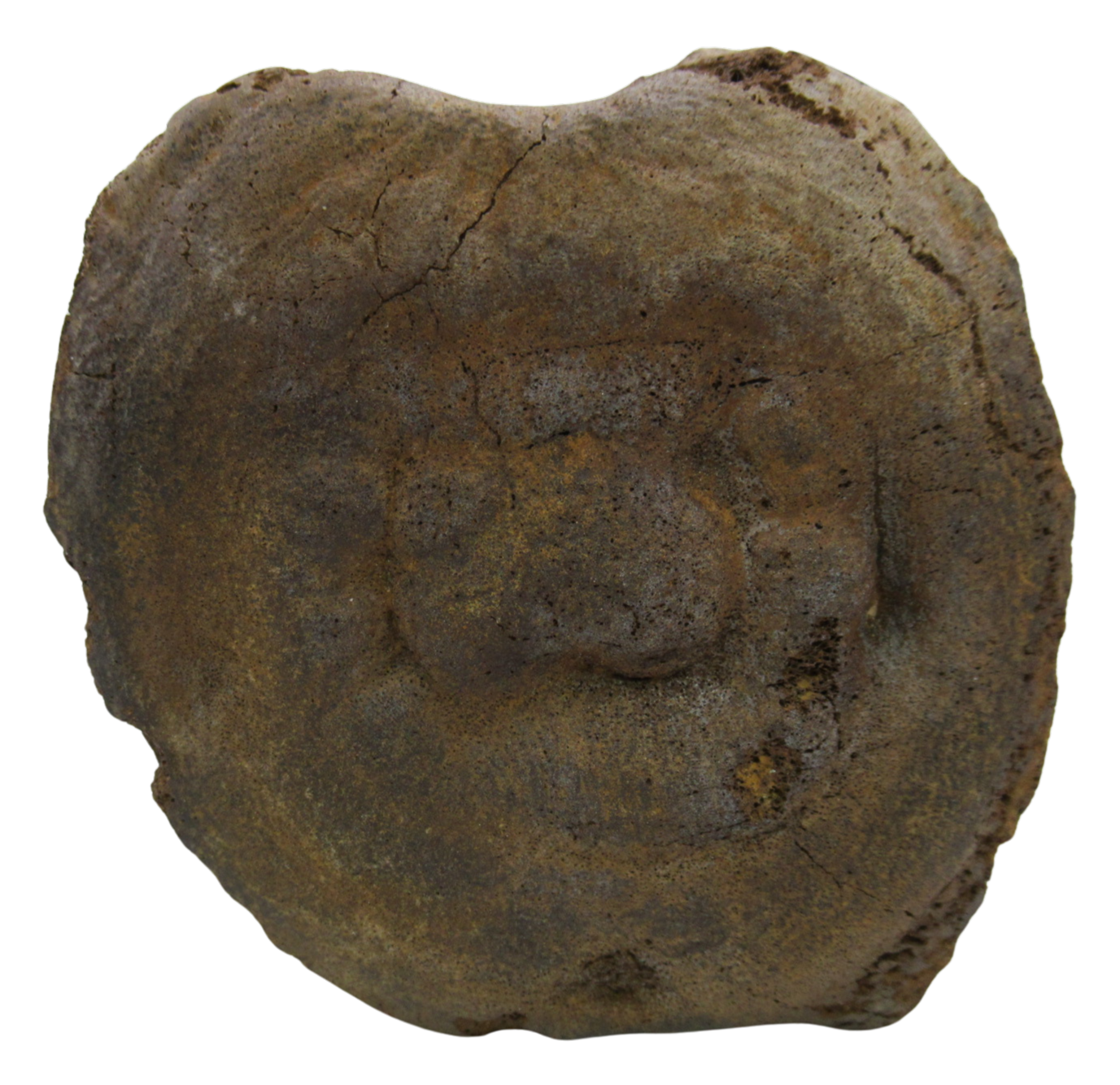 Hadrosaurus Dinosaur Vertebra Bone on Stand for Sale 12a | Fossils for Sale