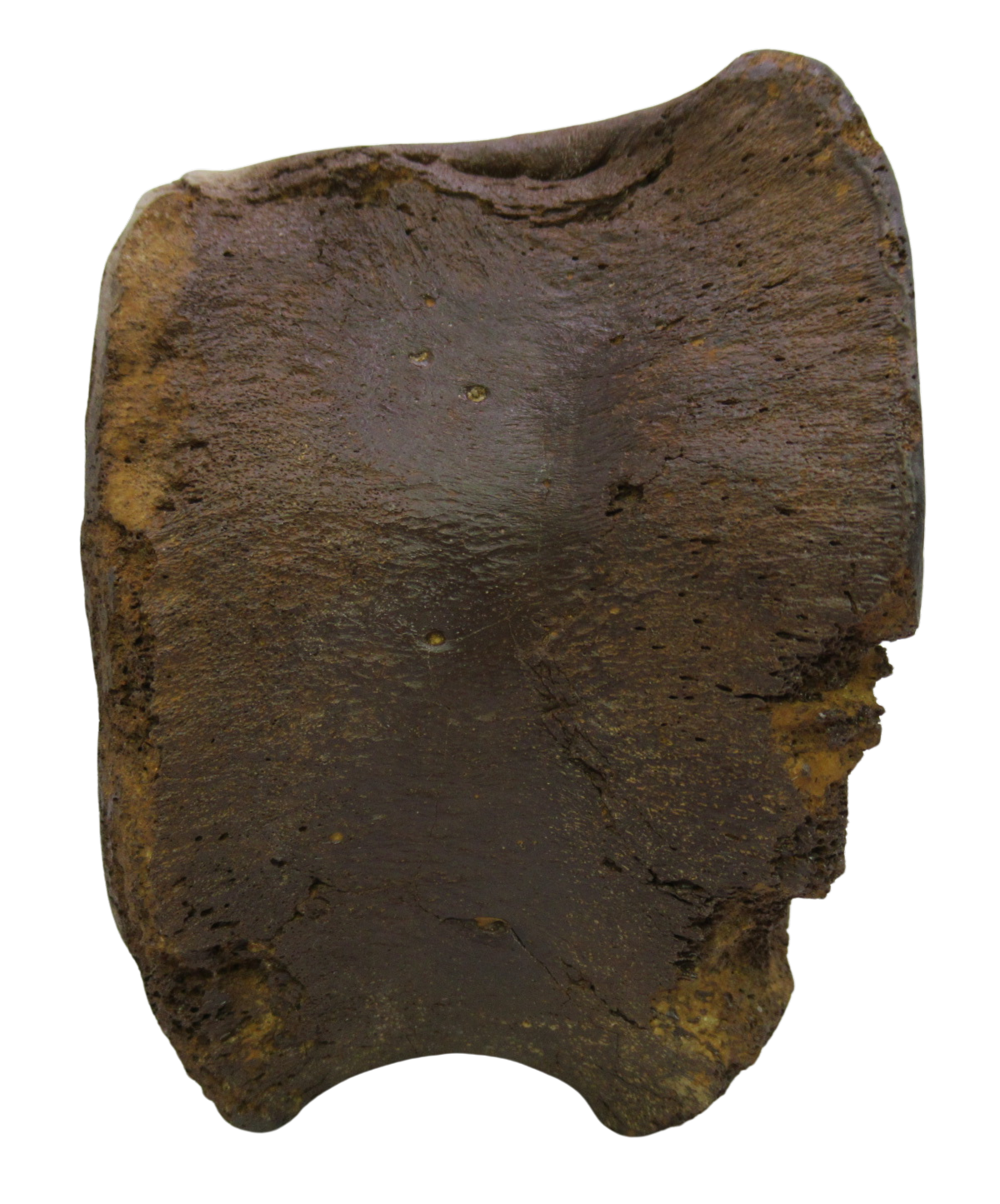 Hadrosaurus Dinosaur Vertebra Bone on Stand for Sale 12b | Fossils for Sale