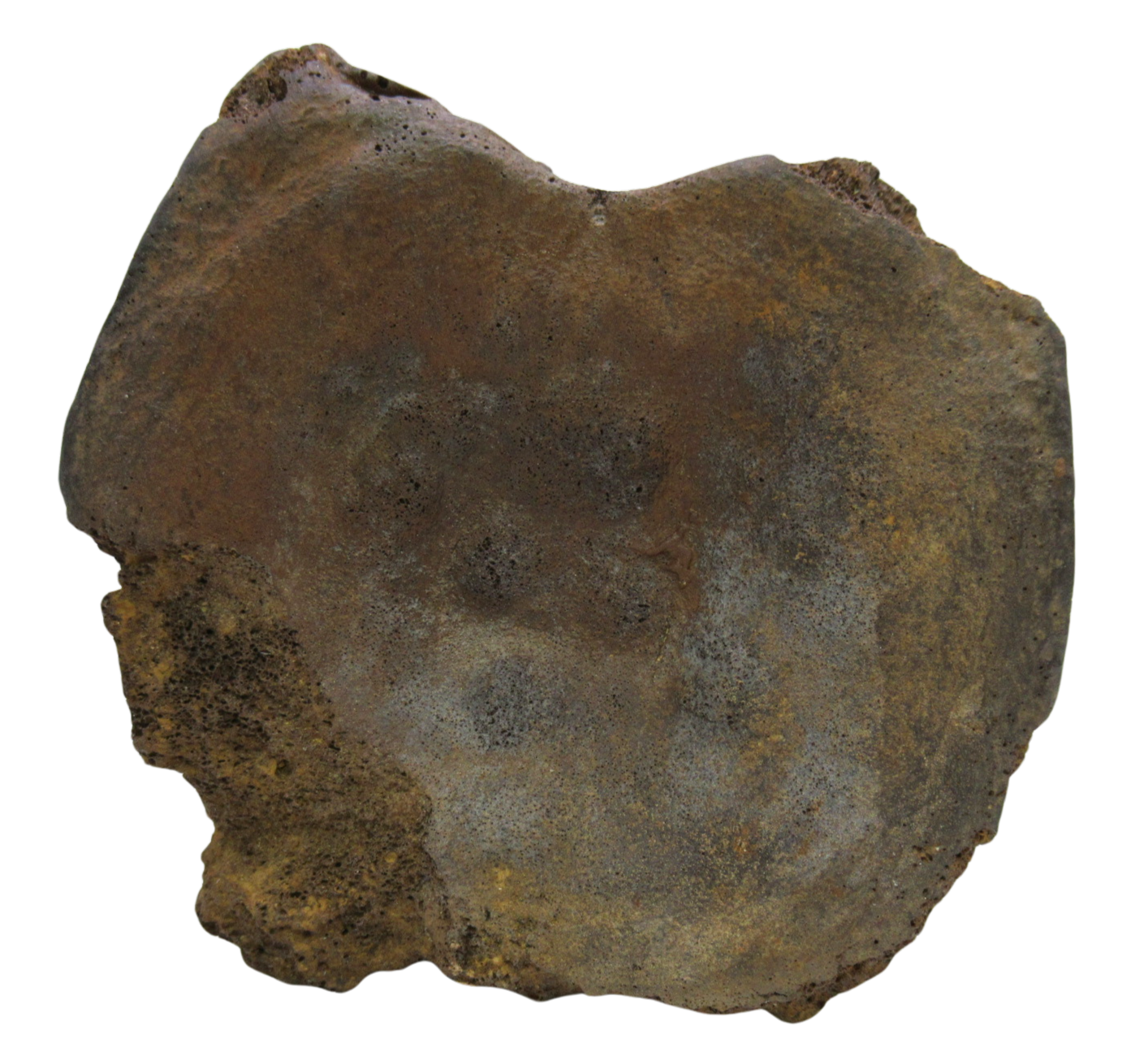 Hadrosaurus Dinosaur Vertebra Bone on Stand for Sale 12c | Fossils for Sale