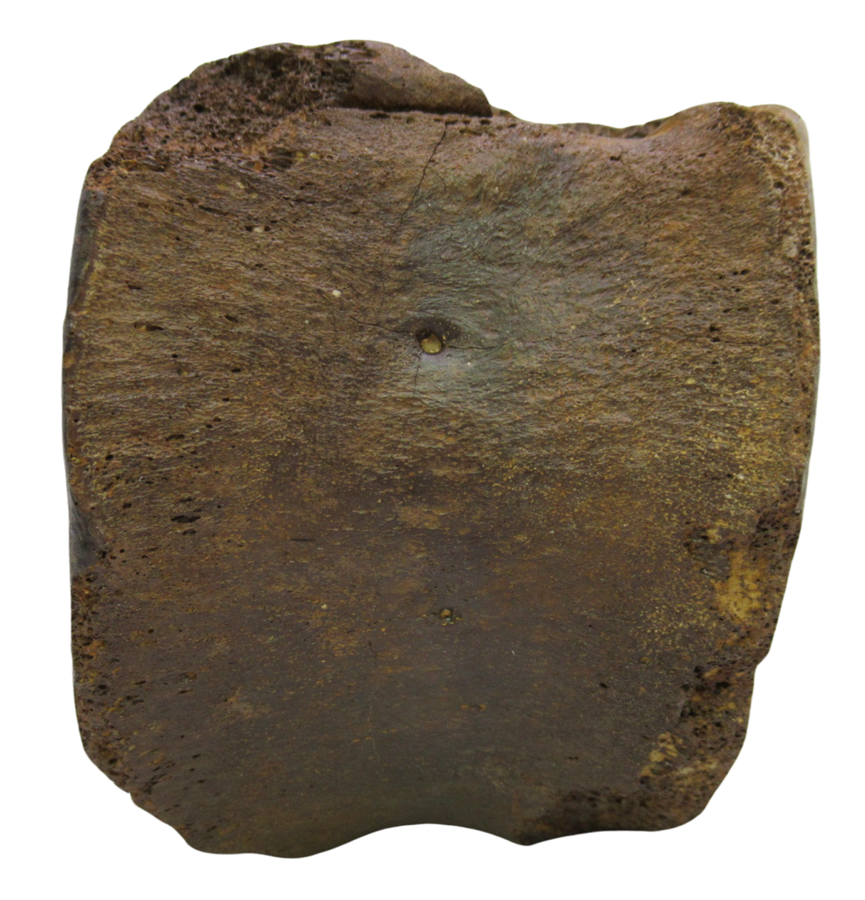Hadrosaurus Dinosaur Vertebra Bone on Stand for Sale 12d | Fossils for Sale