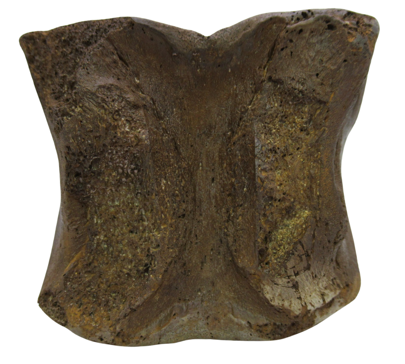 Hadrosaurus Dinosaur Vertebra Bone on Stand for Sale 12e | Fossils for Sale
