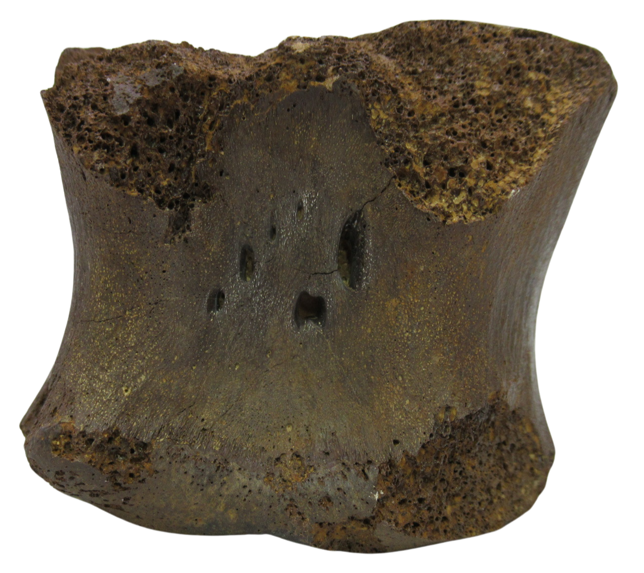 Hadrosaurus Dinosaur Vertebra Bone on Stand for Sale 12f | Fossils for Sale
